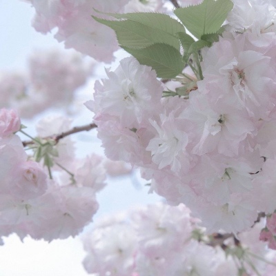 Furry色彩搭配技巧Furry群